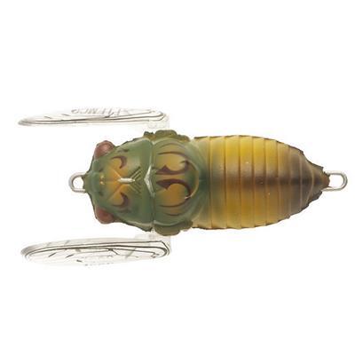 SOFT SHELL CICADA