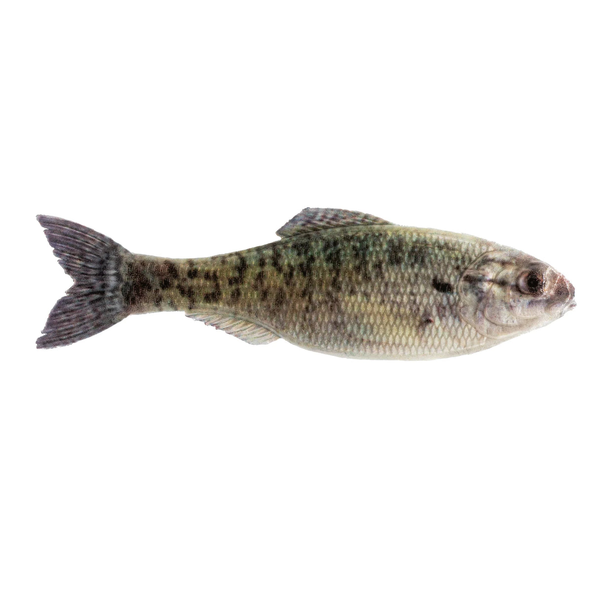 Panorama Shad