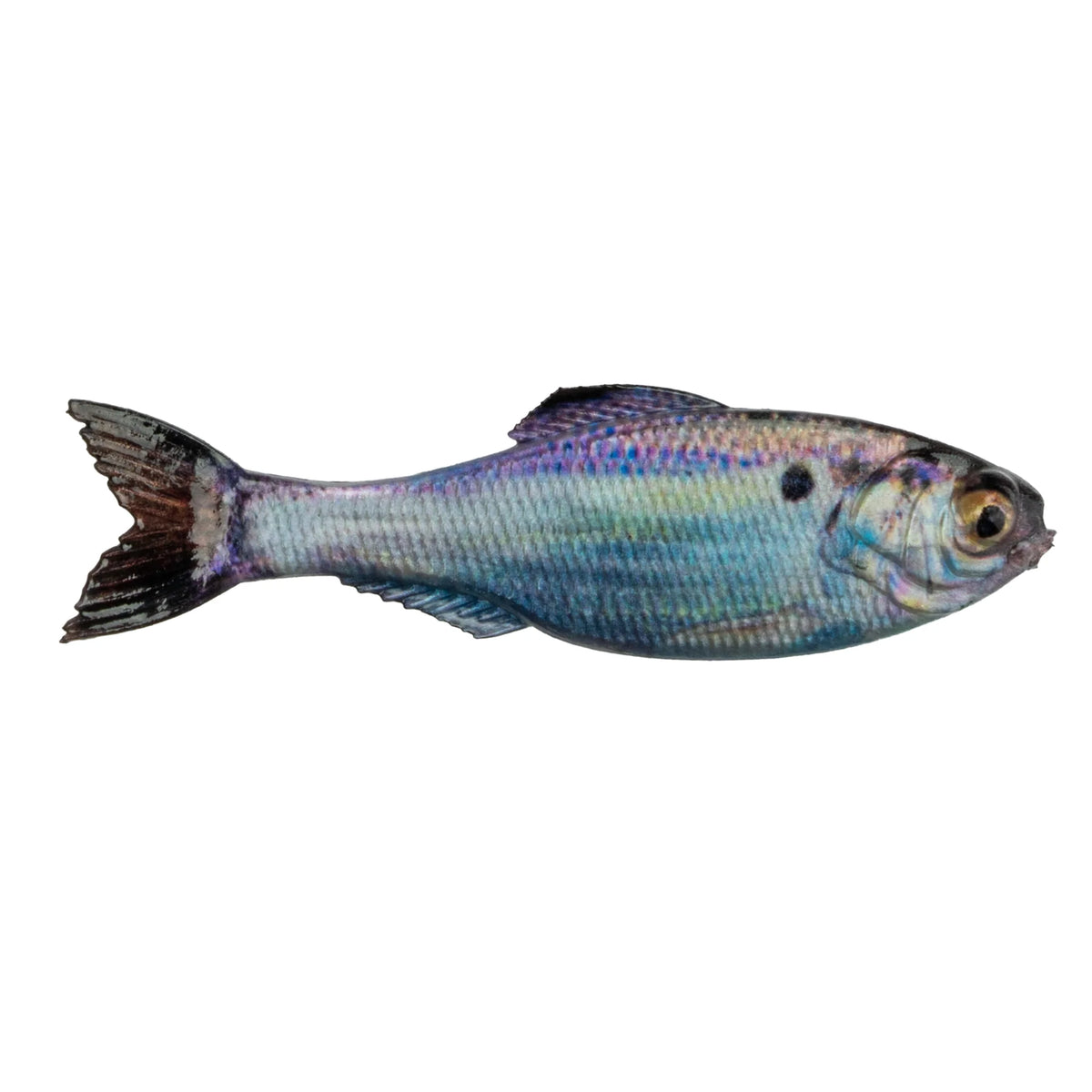 Panorama Shad