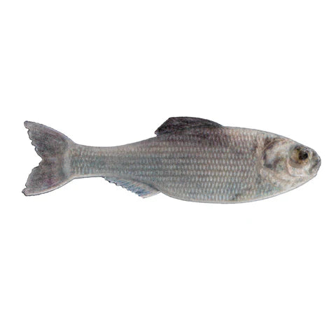Panorama Shad