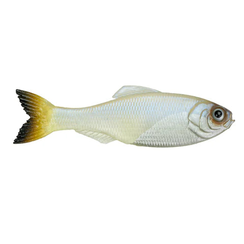 Panorama Shad