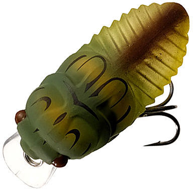 Cicada Wake